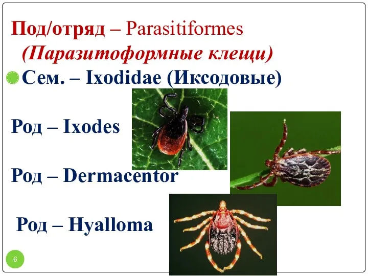 Под/отряд – Parasitiformes (Паразитоформные клещи) Сем. – Ixodidae (Иксодовые) Род