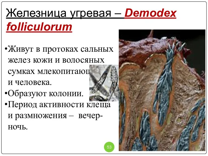 Железница угревая – Demodex folliculorum Живут в протоках сальных желез