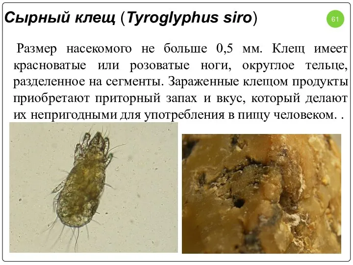 Сырный клещ (Tyroglyphus siro) Размер насекомого не больше 0,5 мм.