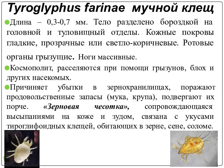 Tyroglyphus farinae мучной клещ Длина – 0,3-0,7 мм. Тело разделено