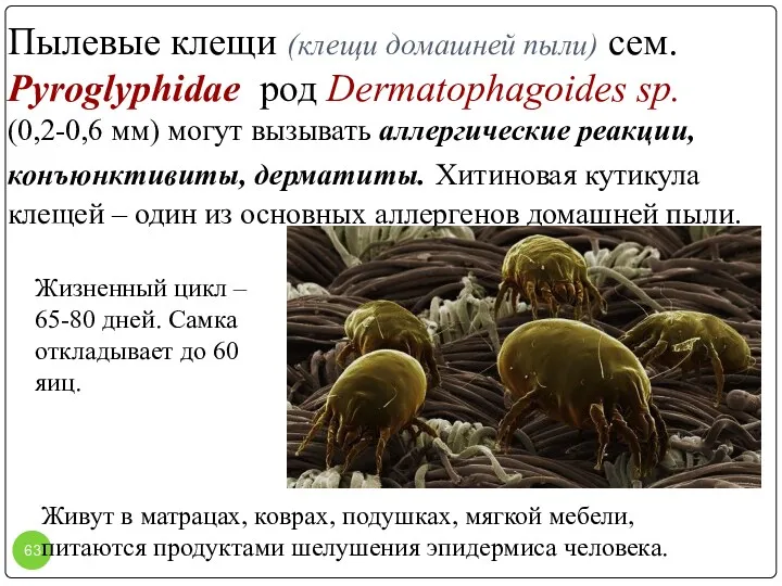 Пылевые клещи (клещи домашней пыли) сем. Pyroglyphidae род Dermatophagoides sp.