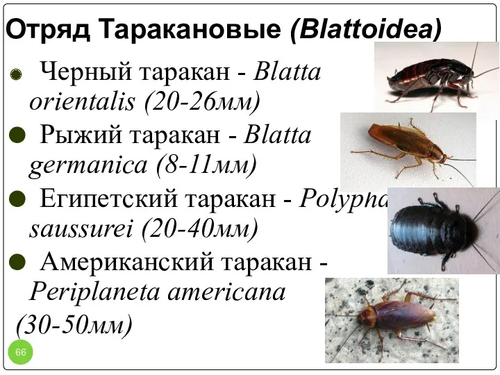 Отряд Таракановые (Blattoidea) Черный таракан - Blatta orientalis (20-26мм) Рыжий