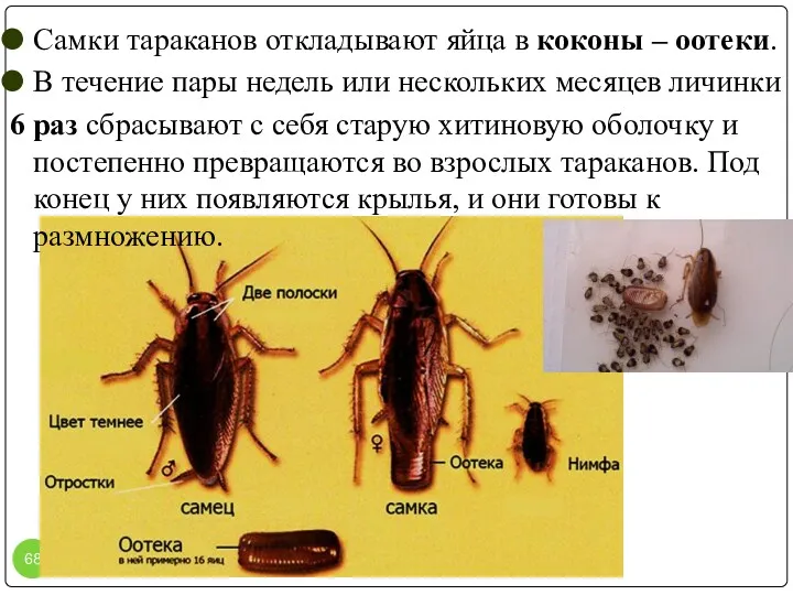 Самки тараканов откладывают яйца в коконы – оотеки. В течение