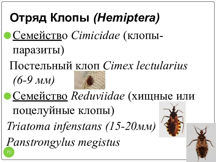 Отряд Клопы (Hemiptera) Семейство Cimicidae (клопы-паразиты) Постельный клоп Cimex lectularius