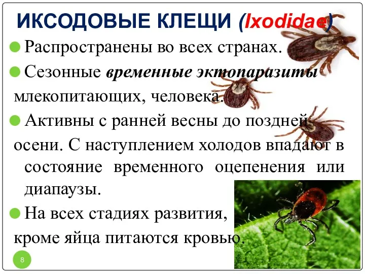 ИКСОДОВЫЕ КЛЕЩИ (Ixodidae) Распространены во всех странах. Сезонные временные эктопаразиты