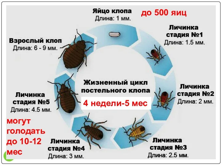 до 500 яиц могут голодать до 10-12 мес 4 недели-5 мес