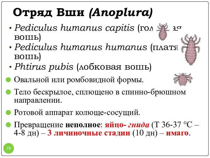 Отряд Вши (Anoplura) Pediculus humanus capitis (головная вошь) Pediculus humanus