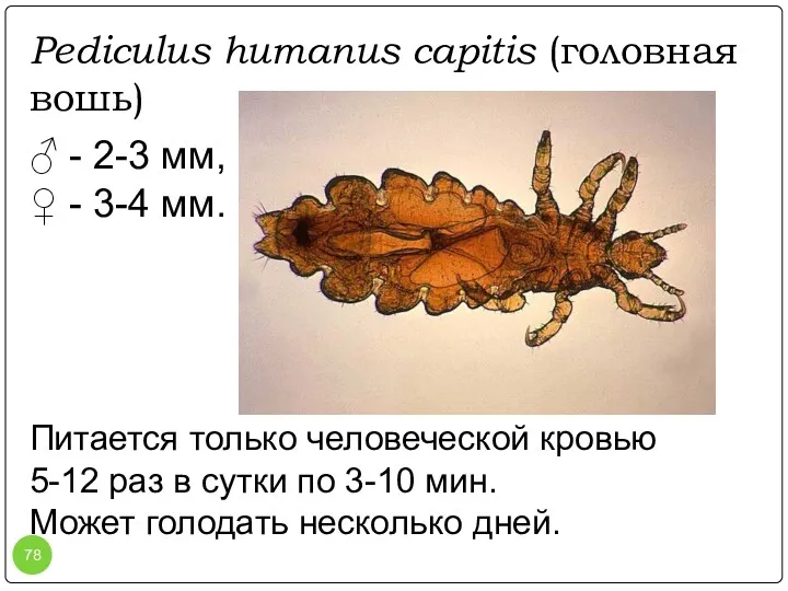 Pediculus humanus capitis (головная вошь) ♂ - 2-3 мм, ♀