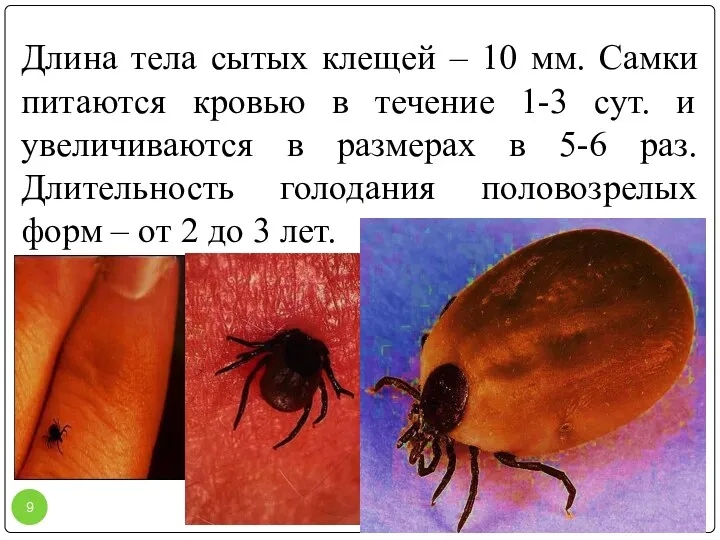 Длина тела сытых клещей – 10 мм. Самки питаются кровью