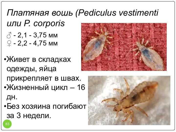 Платяная вошь (Pediculus vestimenti или P. corporis ♂ - 2,1