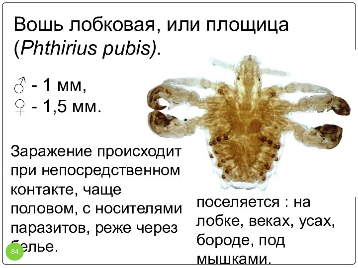 Вошь лобковая, или площица (Phthirius pubis). Заражение происходит при непосредственном