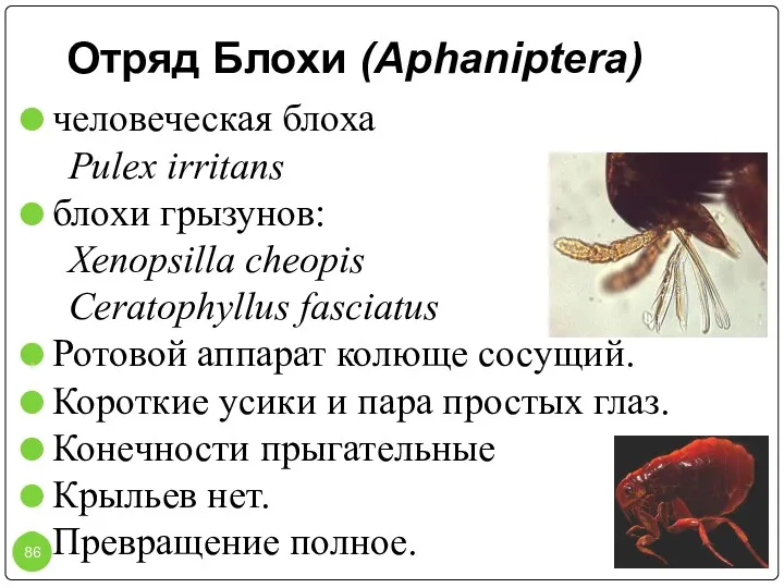 Отряд Блохи (Aphaniptera) человеческая блоха Pulex irritans блохи грызунов: Xenopsilla