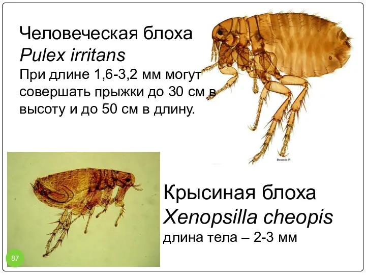 Человеческая блоха Pulex irritans При длине 1,6-3,2 мм могут совершать