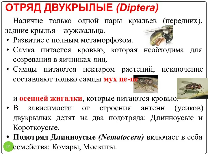 ОТРЯД ДВУКРЫЛЫЕ (Diptera) Наличие только одной пары крыльев (передних), задние