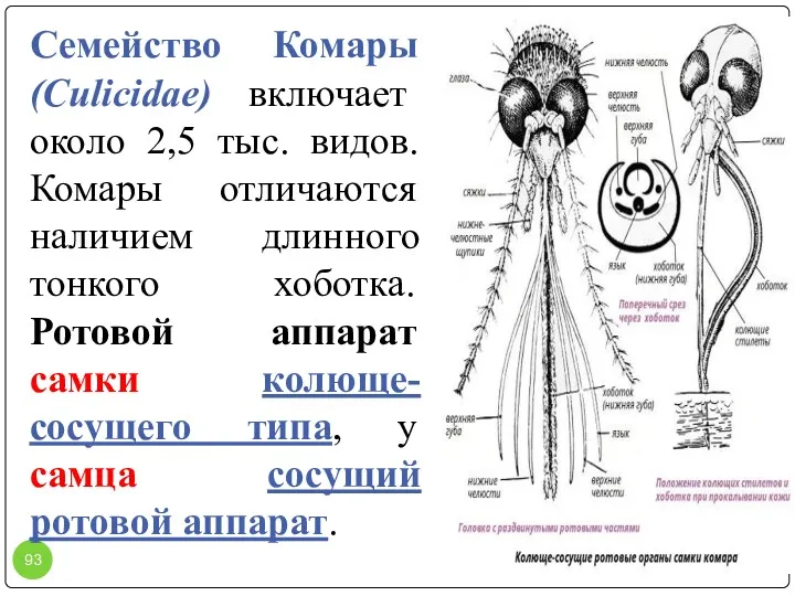 Семейство Комары (Culicidae) включает около 2,5 тыс. видов. Комары отличаются