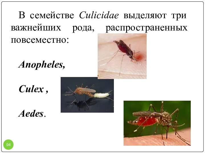 В семействе Culicidae выделяют три важнейших рода, распространенных повсеместно: Anopheles, Culex , Aedes.