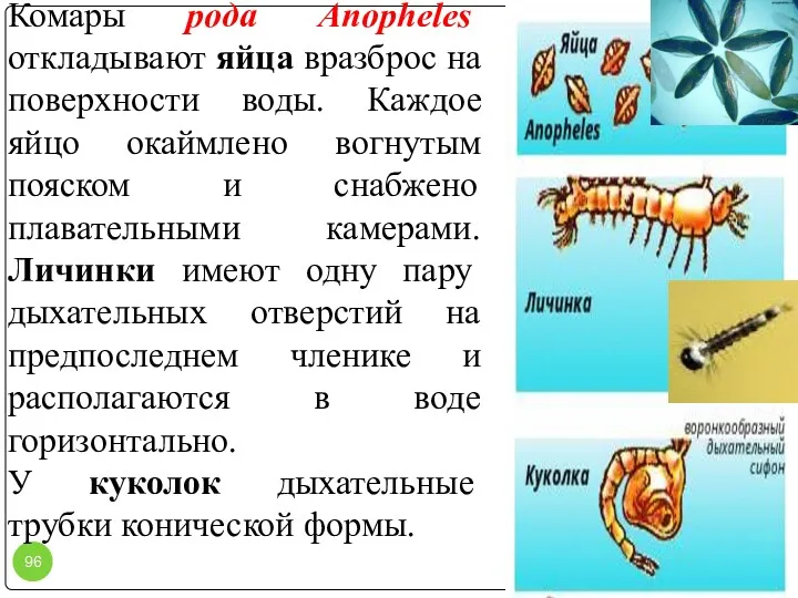 Комары рода Anopheles откладывают яйца вразброс на поверхности воды. Каждое