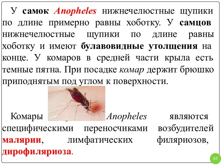 У самок Anopheles нижнечелюстные щупики по длине примерно равны хоботку.