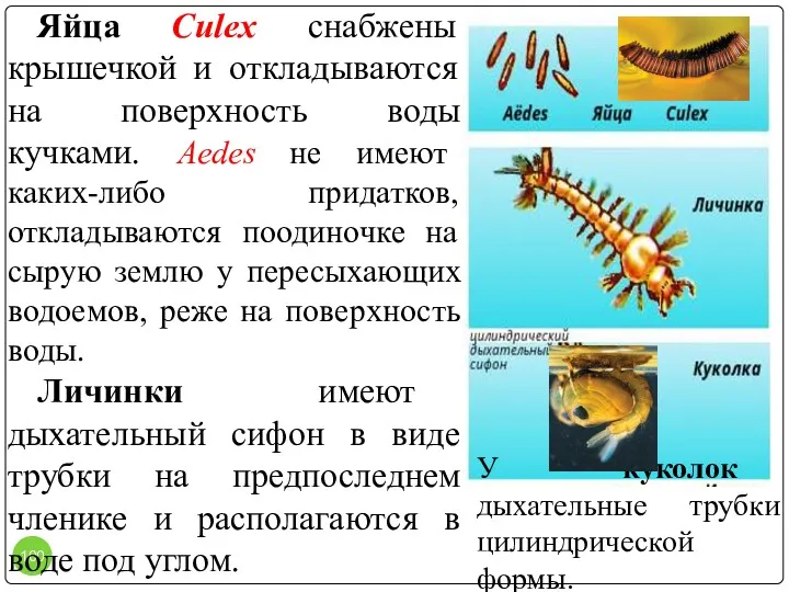 Яйца Culex снабжены крышечкой и откладываются на поверхность воды кучками.