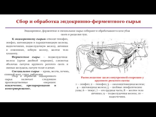 Сбор и обработка эндокринно-ферментного сырья Эндокринное, ферментное и специальное сырье