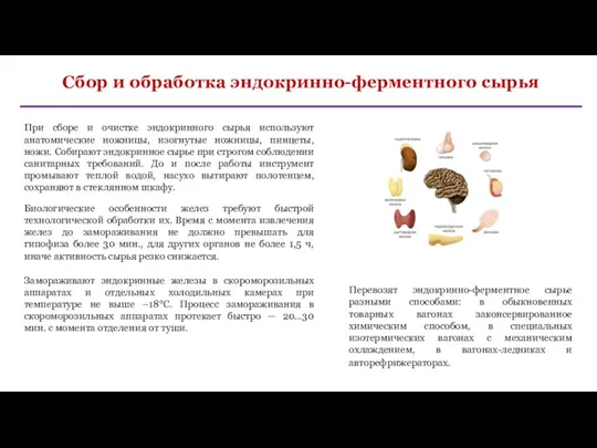 Сбор и обработка эндокринно-ферментного сырья При сборе и очистке эндокринного