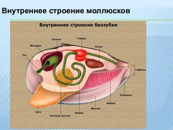 Внутреннее строение моллюсков