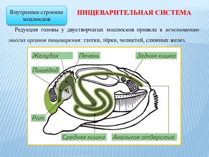 Редукция головы у двустворчатых моллюсков привела к исчезновению многих органов