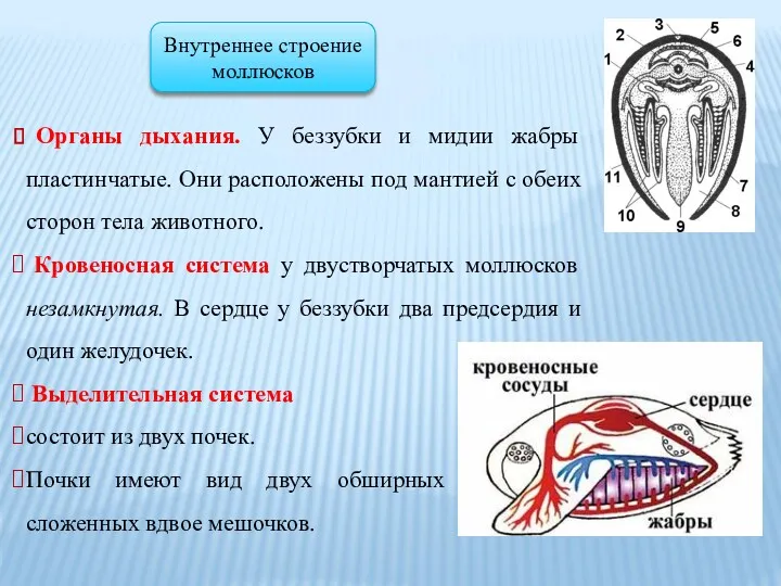 Органы дыхания. У беззубки и мидии жабры пластинчатые. Они расположены