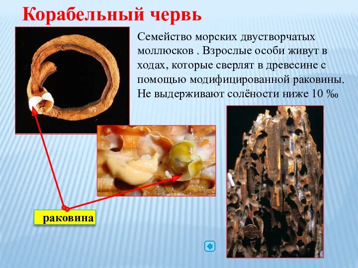 Корабельный червь Семейство морских двустворчатых моллюсков . Взрослые особи живут