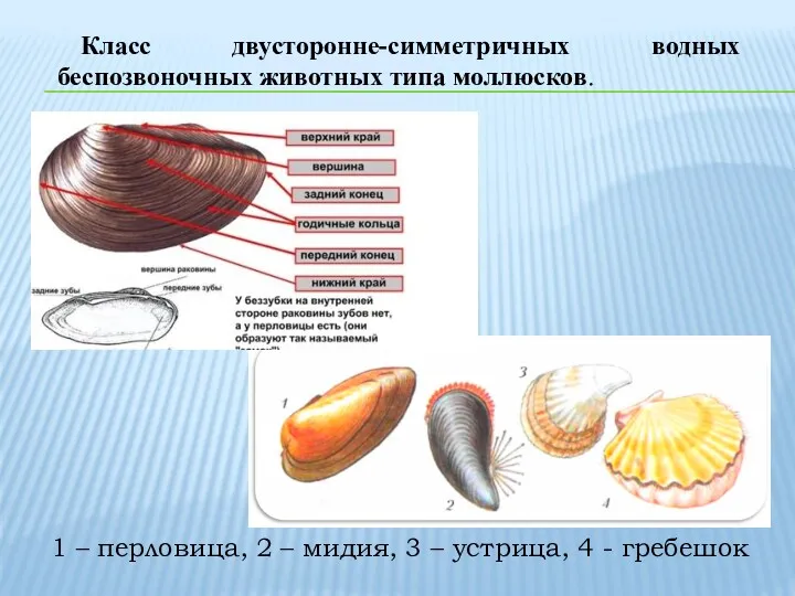 Класс двусторонне-симметричных водных беспозвоночных животных типа моллюсков. 1 – перловица,