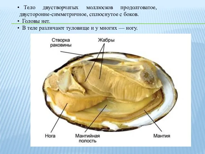 Тело двустворчатых моллюсков продолговатое, двусторонне-симметричное, сплюснутое с боков. Головы нет.