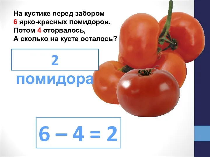 На кустике перед забором 6 ярко-красных помидоров. Потом 4 оторвалось,