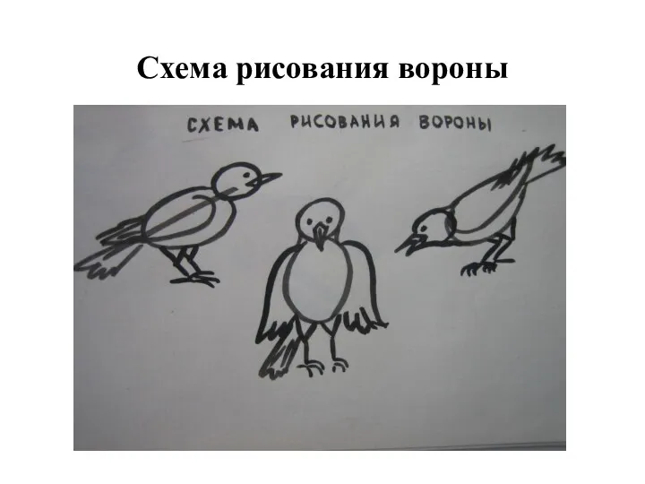 Схема рисования вороны