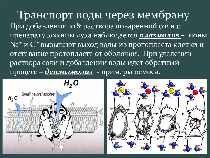 Транспорт воды через мембрану При добавлении 10% раствора поваренной соли