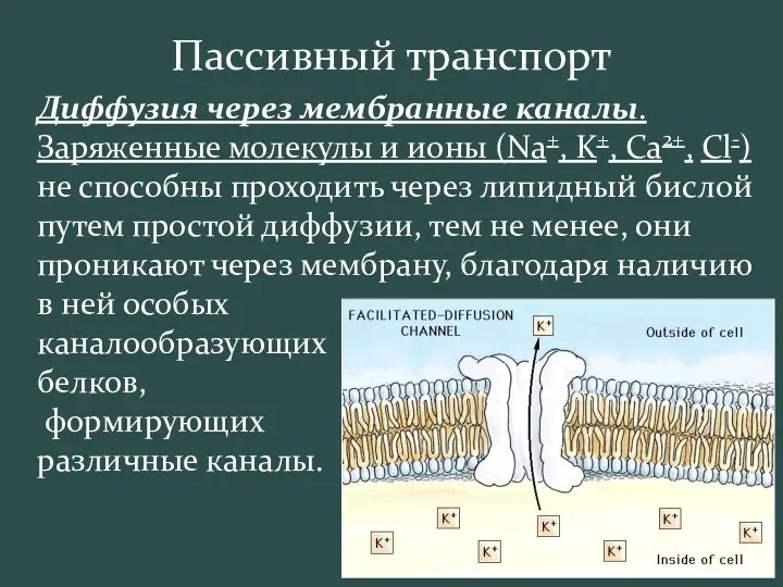 Пассивный транспорт Диффузия через мембранные каналы. Заряженные молекулы и ионы