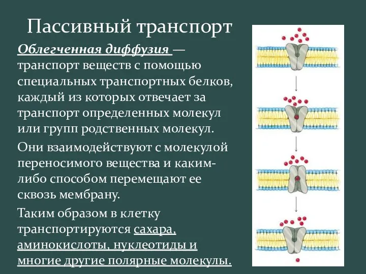 Пассивный транспорт Облегченная диффузия — транспорт веществ с помощью специальных