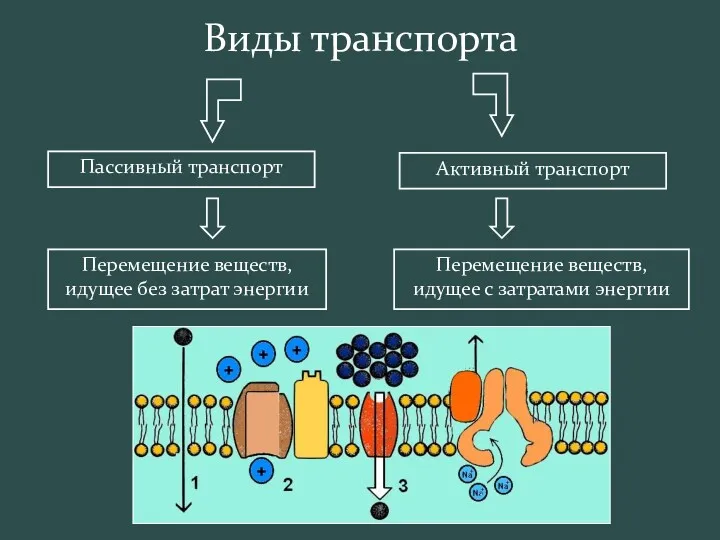 Пассивный транспорт Активный транспорт Перемещение веществ, идущее без затрат энергии