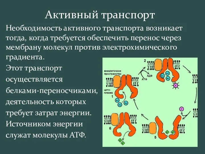 Активный транспорт Необходимость активного транспорта возникает тогда, когда требуется обеспечить