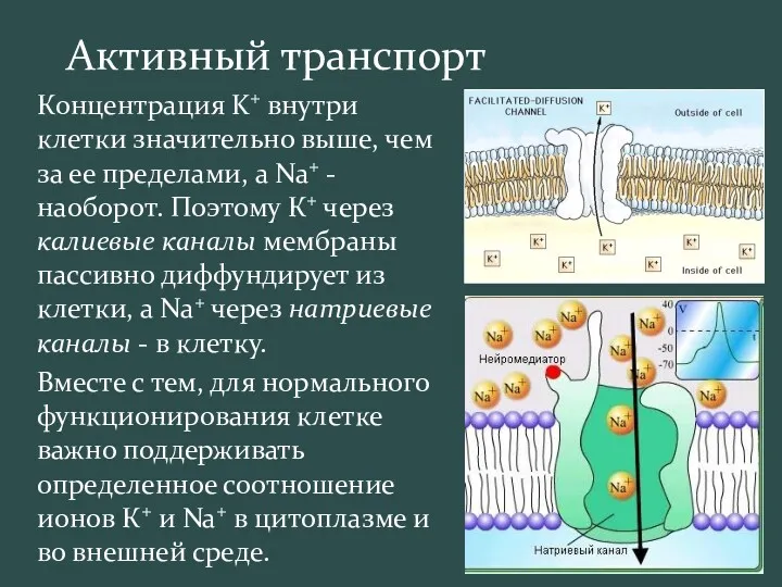 Активный транспорт Концентрация K+ внутри клетки значительно выше, чем за