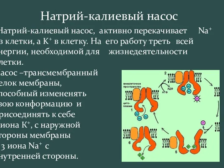 Натрий-калиевый насос Натрий-калиевый насос, активно перекачивает Na+ из клетки, а