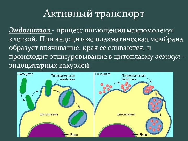 Активный транспорт Эндоцитоз - процесс поглощения макромолекул клеткой. При эндоцитозе