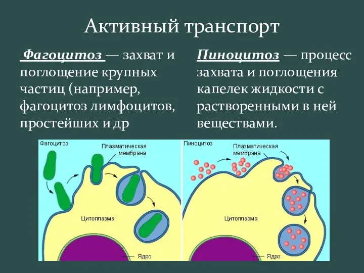 Активный транспорт Фагоцитоз — захват и поглощение крупных частиц (например,