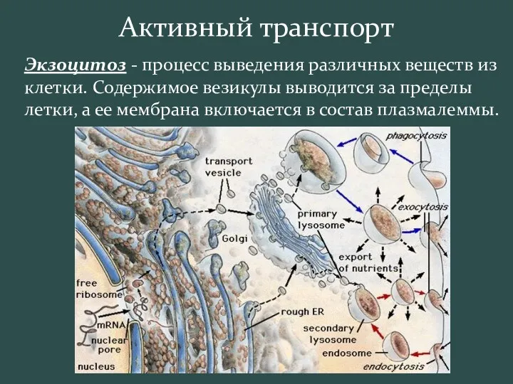 Активный транспорт Экзоцитоз - процесс выведения различных веществ из клетки.