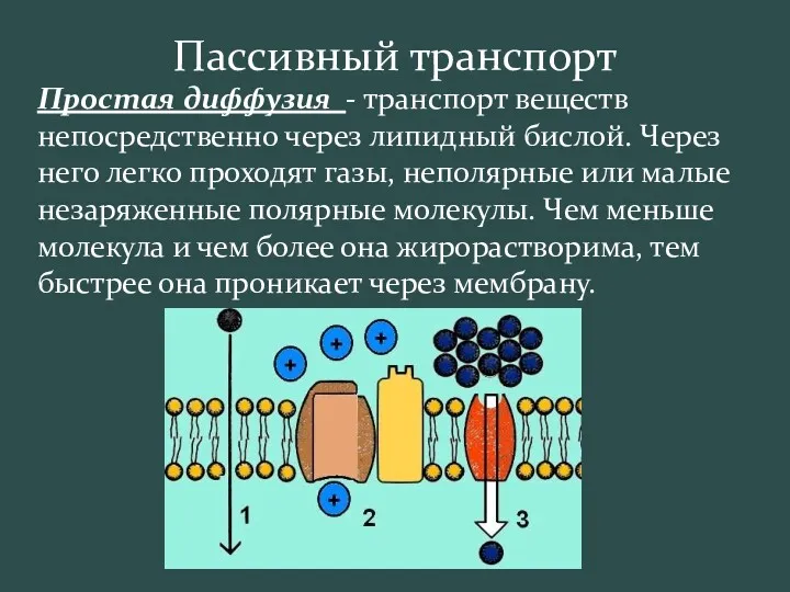 Пассивный транспорт Простая диффузия - транспорт веществ непосредственно через липидный