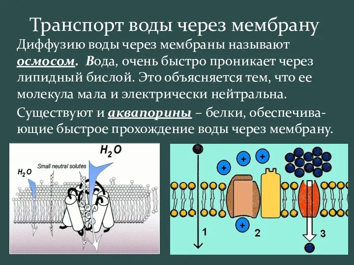 Транспорт воды через мембрану Диффузию воды через мембраны называют осмосом.
