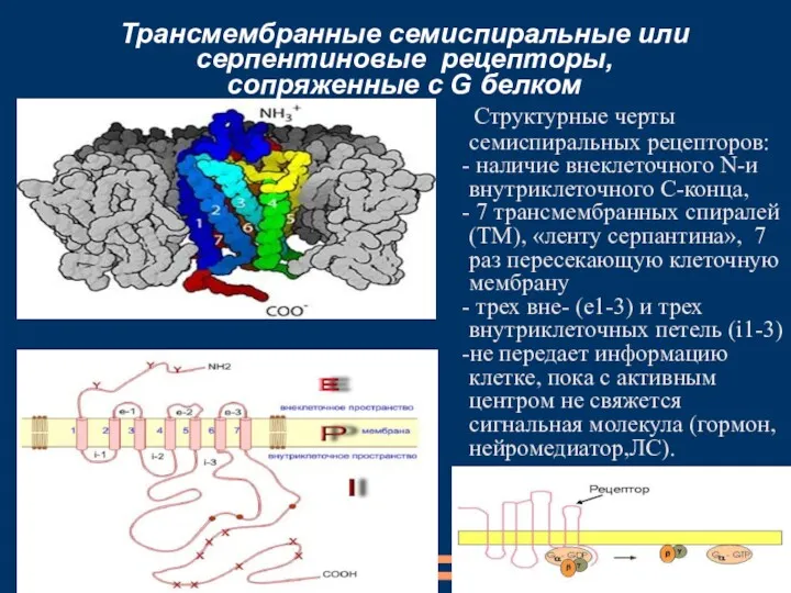 Трансмембранные семиспиральные или серпентиновые рецепторы, сопряженные с G белком Структурные