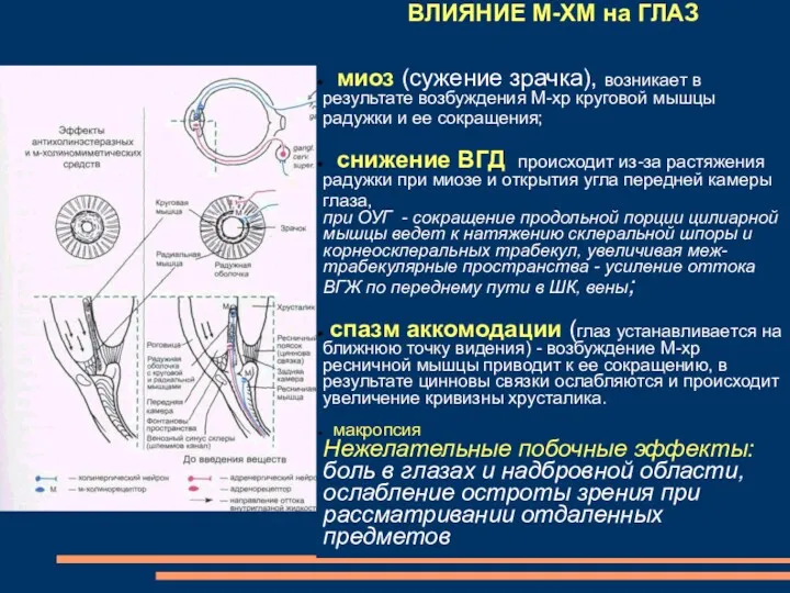 ВЛИЯНИЕ М-ХМ на ГЛАЗ миоз (сужение зрачка), возникает в результате