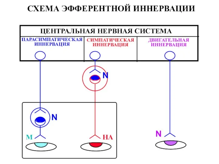 СХЕМА ЭФФЕРЕНТНОЙ ИННЕРВАЦИИ ЦЕНТРАЛЬНАЯ НЕРВНАЯ СИСТЕМА ПАРАСИМПАТИЧЕСКАЯ ИННЕРВАЦИЯ СИМПАТИЧЕСКАЯ ИННЕРВАЦИЯ