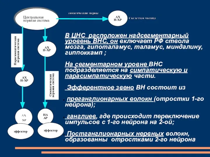 Парасимпатическая нервная система Симпатическая нервная система В ЦНС расположен надсегментарный