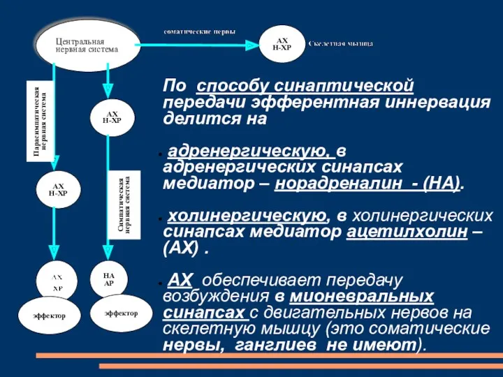 Парасимпатическая нервная система Симпатическая нервная система По способу синаптической передачи